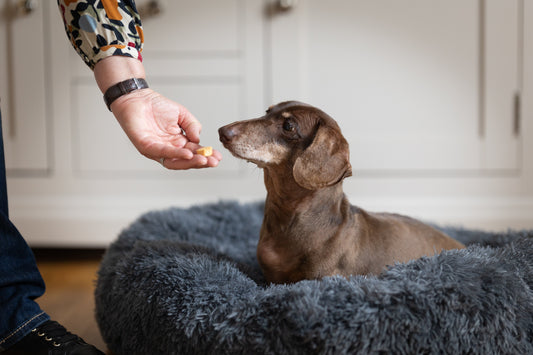 Discover wheat-free, natural biscuits perfect for sensitive tummies, picky eaters, and daily rewards