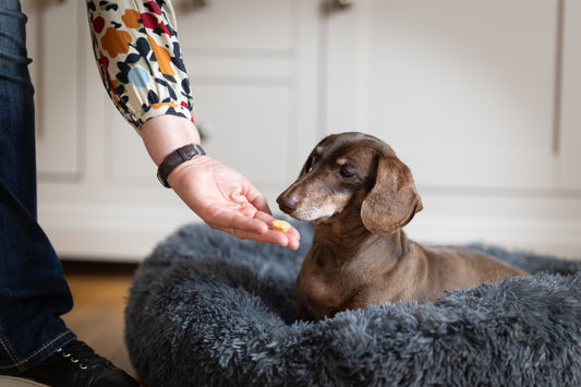 dachshund being offered a delicious dog biscuit