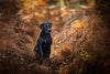 Autumn Dog Care