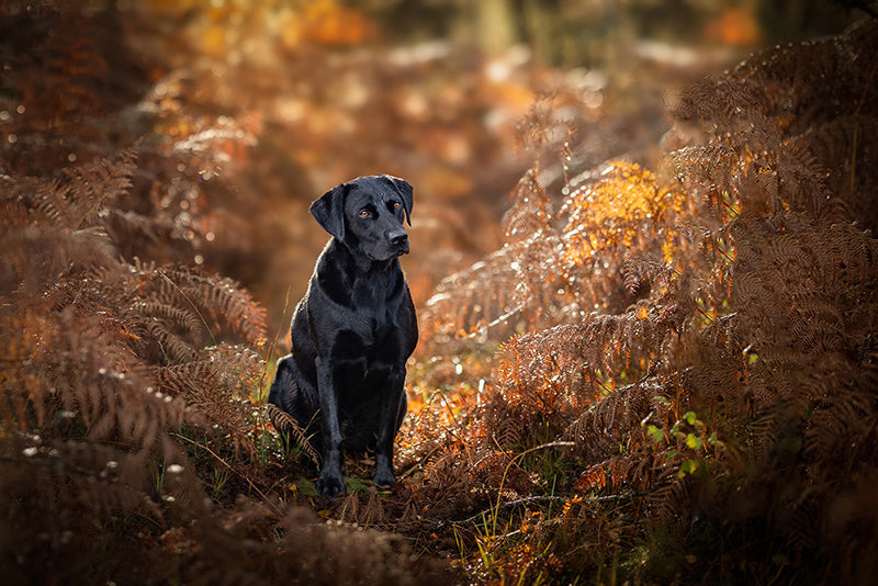 Autumn Dog Care