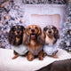 Perfect Christmas Gift Ideas for Your Dog