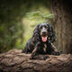 Ten Tips for Sustainable Dog Parenting: Reduce Your Furry Friend's Carbon Pawprint