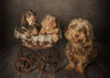 Puppy Love: Giving Your Puppy the Best Start in Life