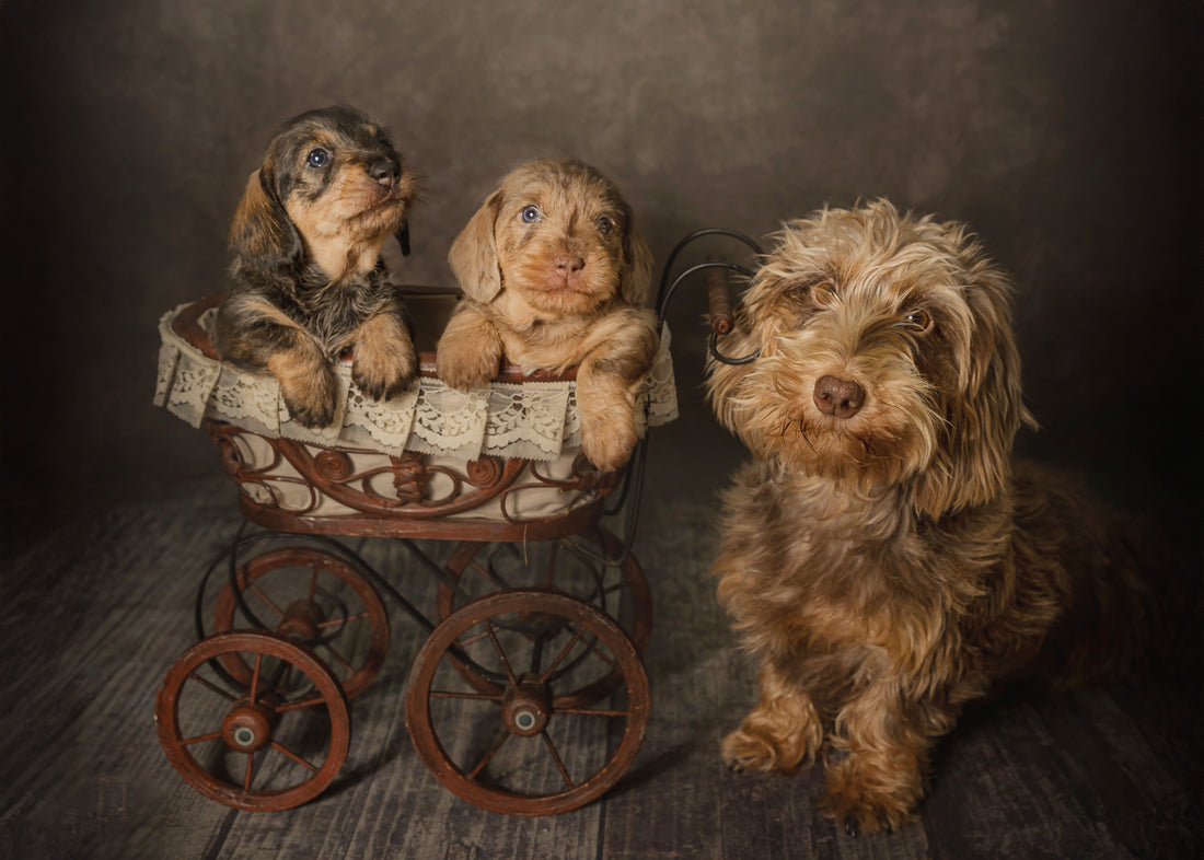 Puppy Love: Giving Your Puppy the Best Start in Life
